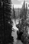 Lone Tree - Athabasca Falls, Jasper : semi gloss