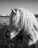 Icelandic Horse Profile- BW : semi-gloss