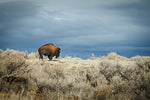 Buffalo roams : semi-gloss
