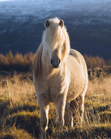 Blonde Beauty - Icelandic horse : matte