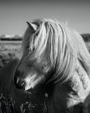 Blonde Beauty - closeup B&W : semi-gloss