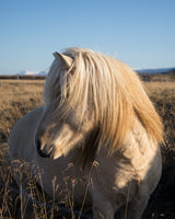 Blonde Beauty in blonde grains - matte