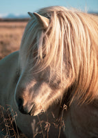 Blonde Beauty - bedhead close up : matte