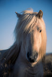 Blonde Beauty stare down- matte