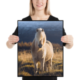 Blonde Beauty - Icelandic horse : matte