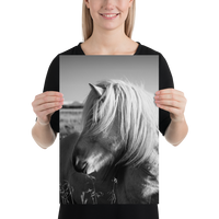 Icelandic Horse Profile- BW : semi-gloss