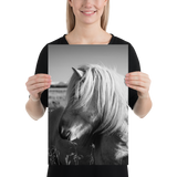 Icelandic Horse Profile- BW : semi-gloss