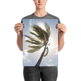 Curaçao Palm Tree : matte