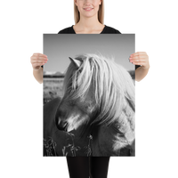 Icelandic Horse Profile- BW : semi-gloss