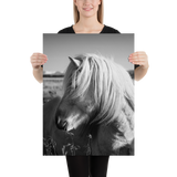 Icelandic Horse Profile- BW : semi-gloss