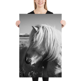 Icelandic Horse Profile- BW : semi-gloss