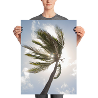 Curaçao Palm Tree : matte