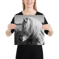 Icelandic Horse Profile- BW : semi-gloss