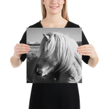 Icelandic Horse Profile- BW : semi-gloss