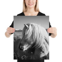 Icelandic Horse Profile- BW : semi-gloss