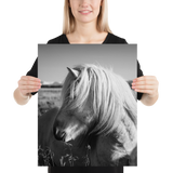 Icelandic Horse Profile- BW : semi-gloss